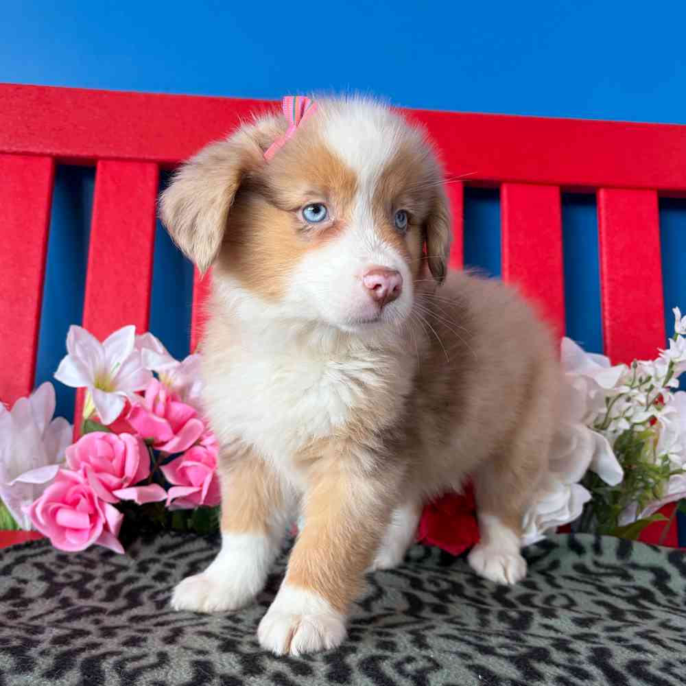 carousel pet images