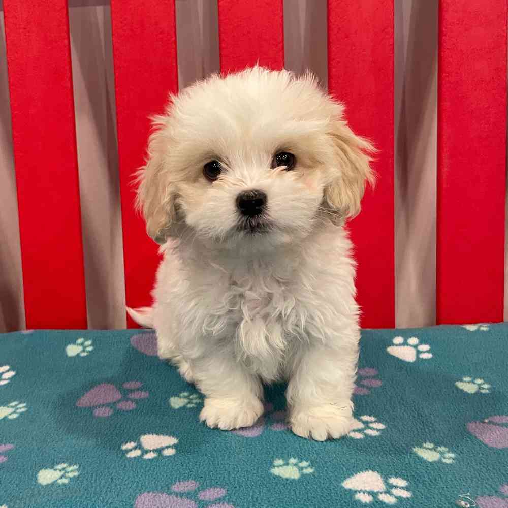 Image of a pet breed in the gallery