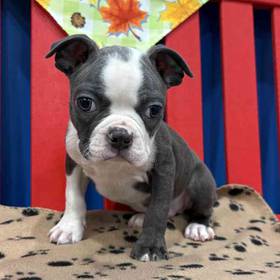 Boston Terrier