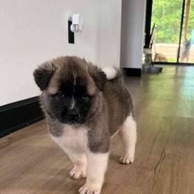 Akita