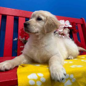 Golden Retriever