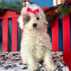 F1B Mini Goldendoodle