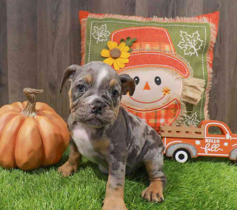 Image of a pet breed in the gallery