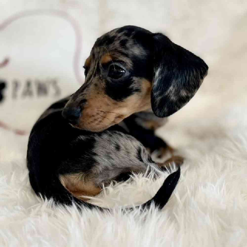 Princess Puddles Female Dachshund Puppy for sale in Manchester