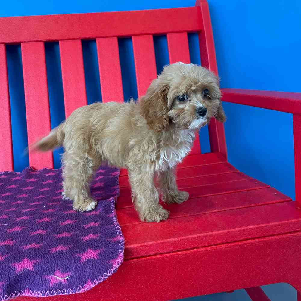 carousel pet images