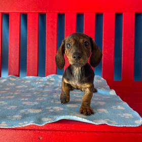 Dachshund