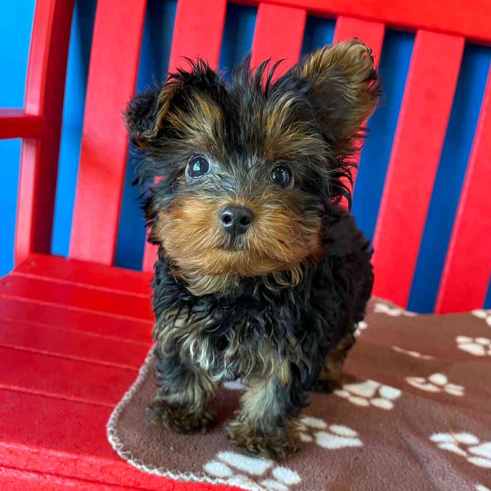 Image of a pet breed in the gallery