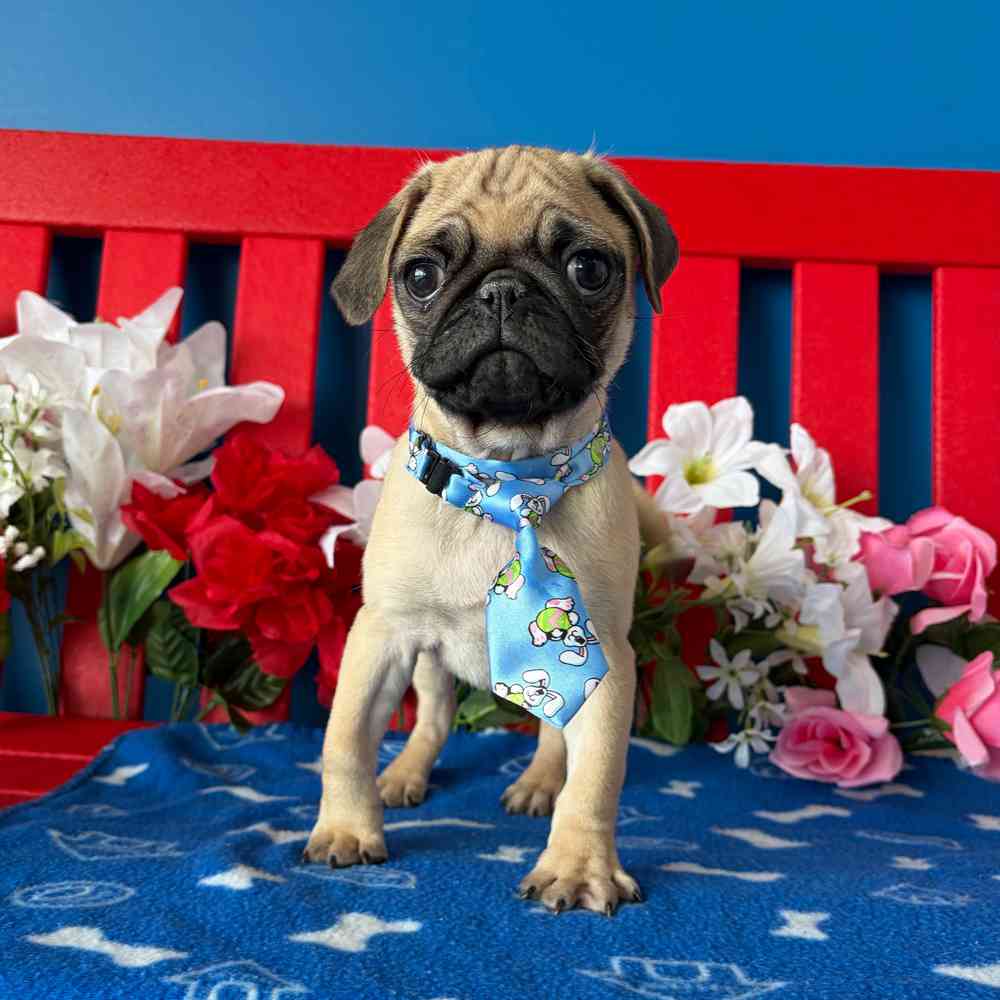 Image of a pet breed in the gallery