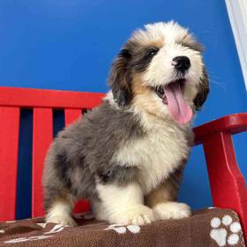 Mini Bernedoodle