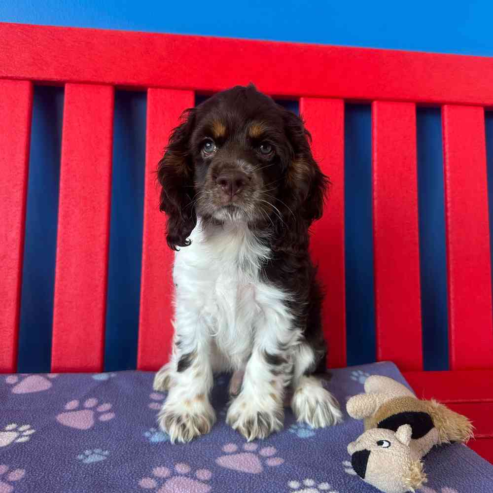 Image of a pet breed in the gallery