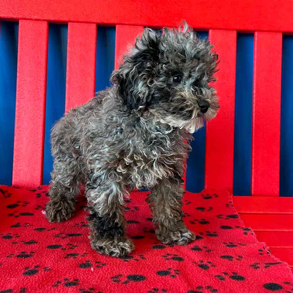 carousel pet images