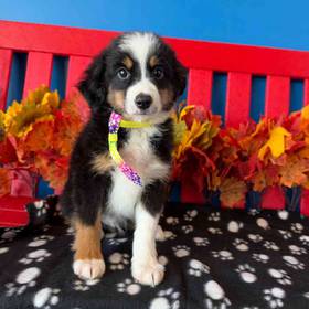 Miniature American Shepherd