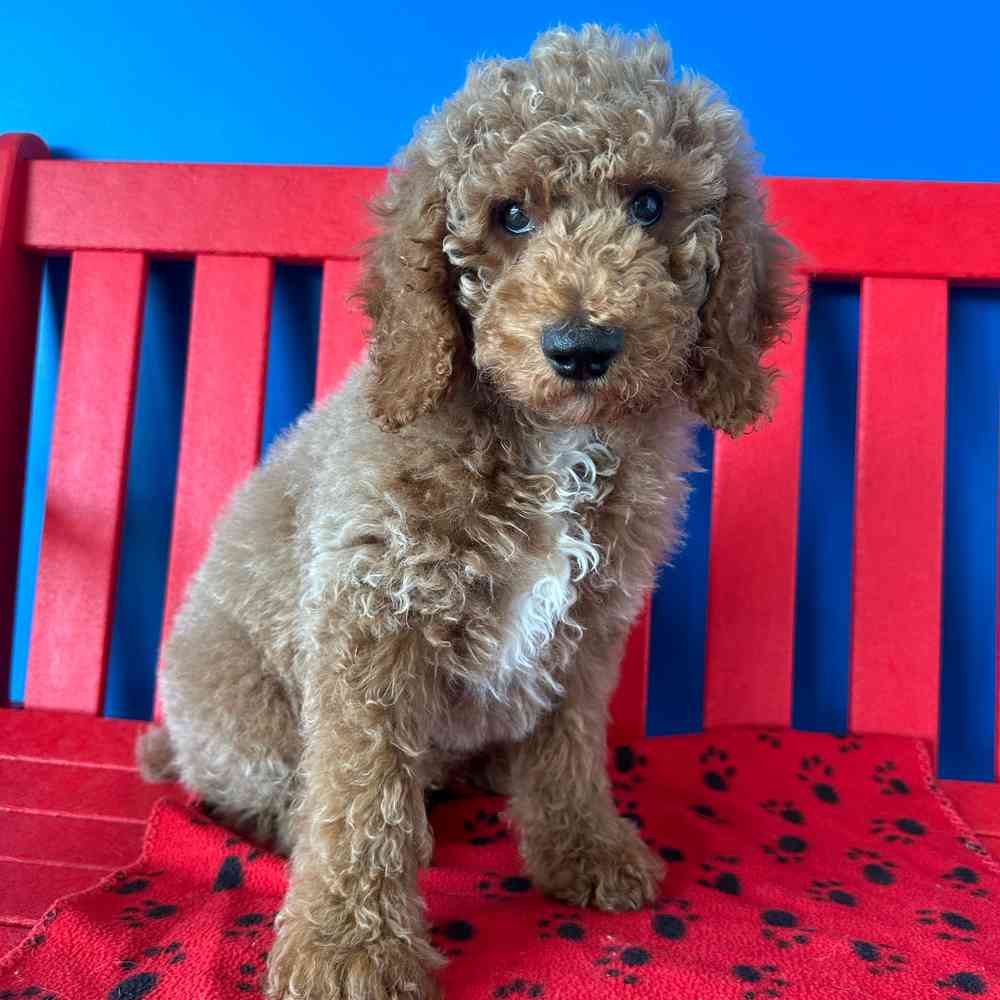 Image of a pet breed in the gallery
