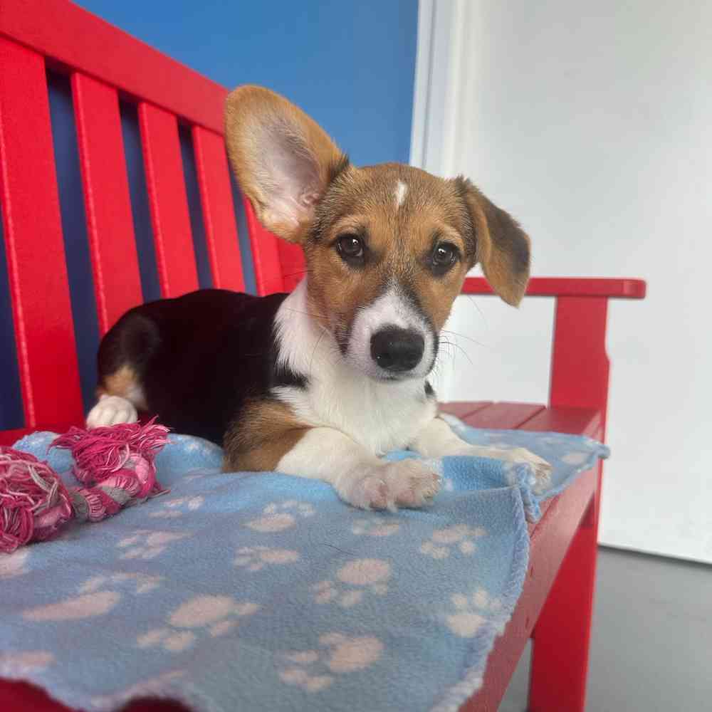 carousel pet images