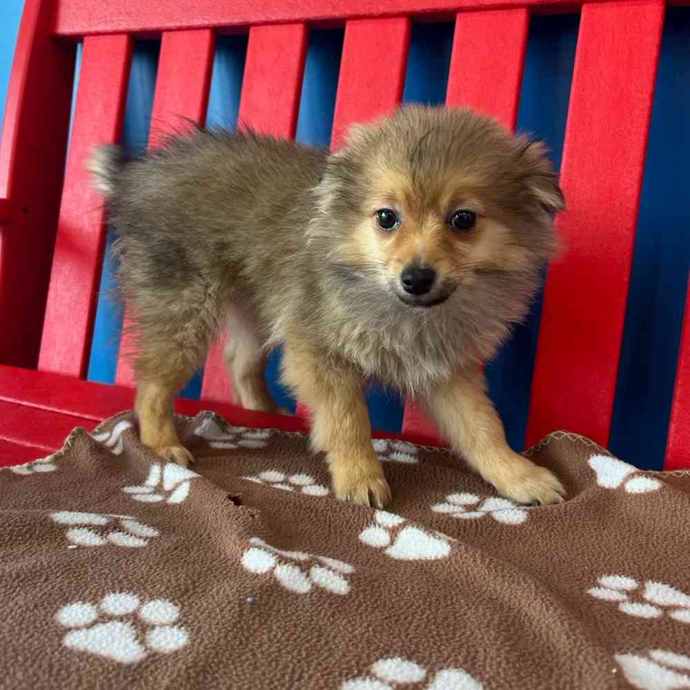 Image of a pet breed in the gallery