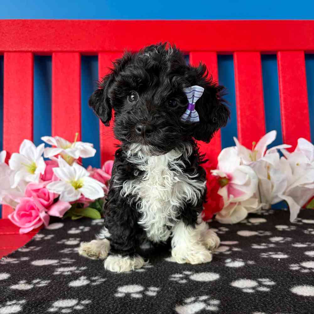 Image of a pet breed in the gallery