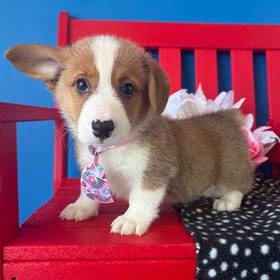 Pembroke Welsh Corgi