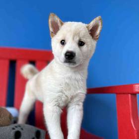 Shiba Inu