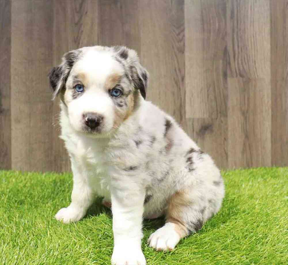Image of a pet breed in the gallery