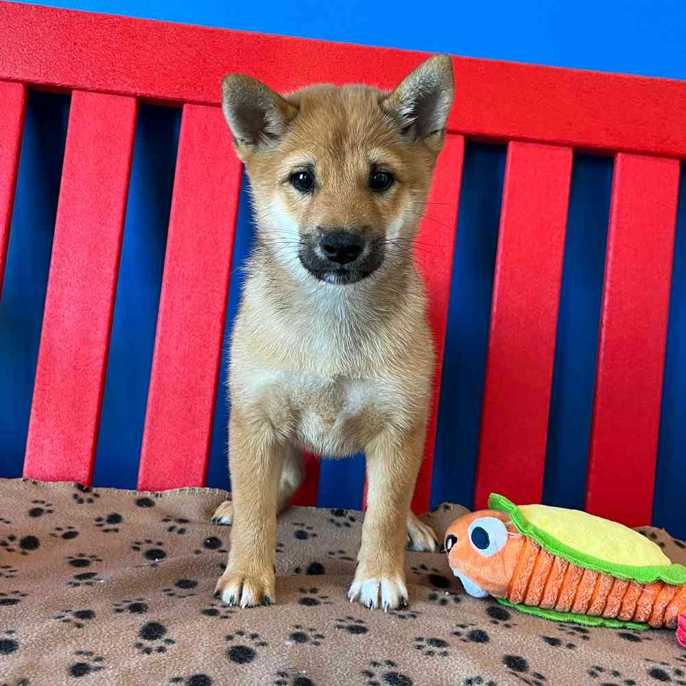 Image of a pet breed in the gallery