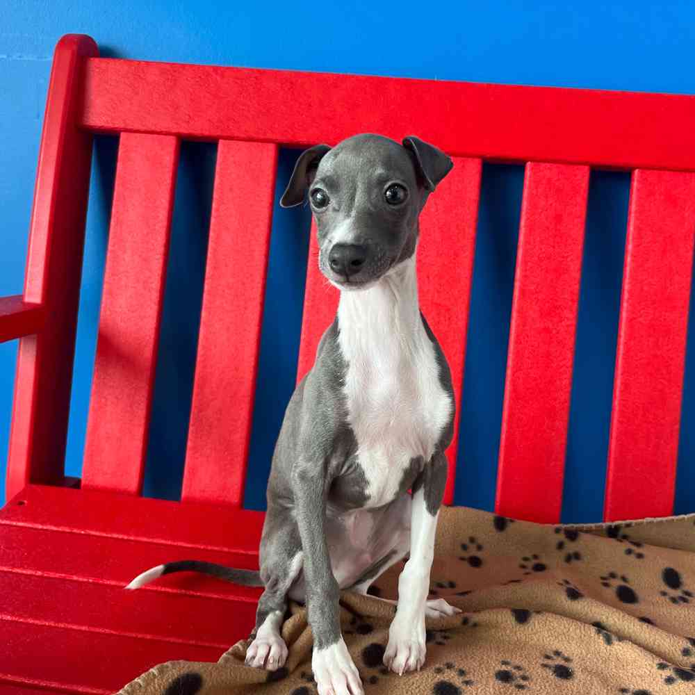 carousel pet images