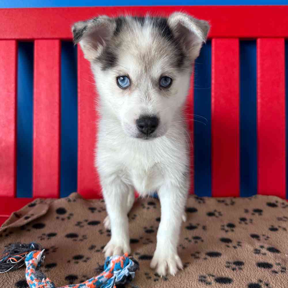 Image of a pet breed in the gallery