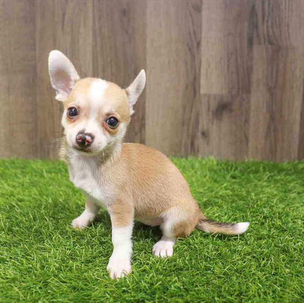 Image of a pet breed in the gallery
