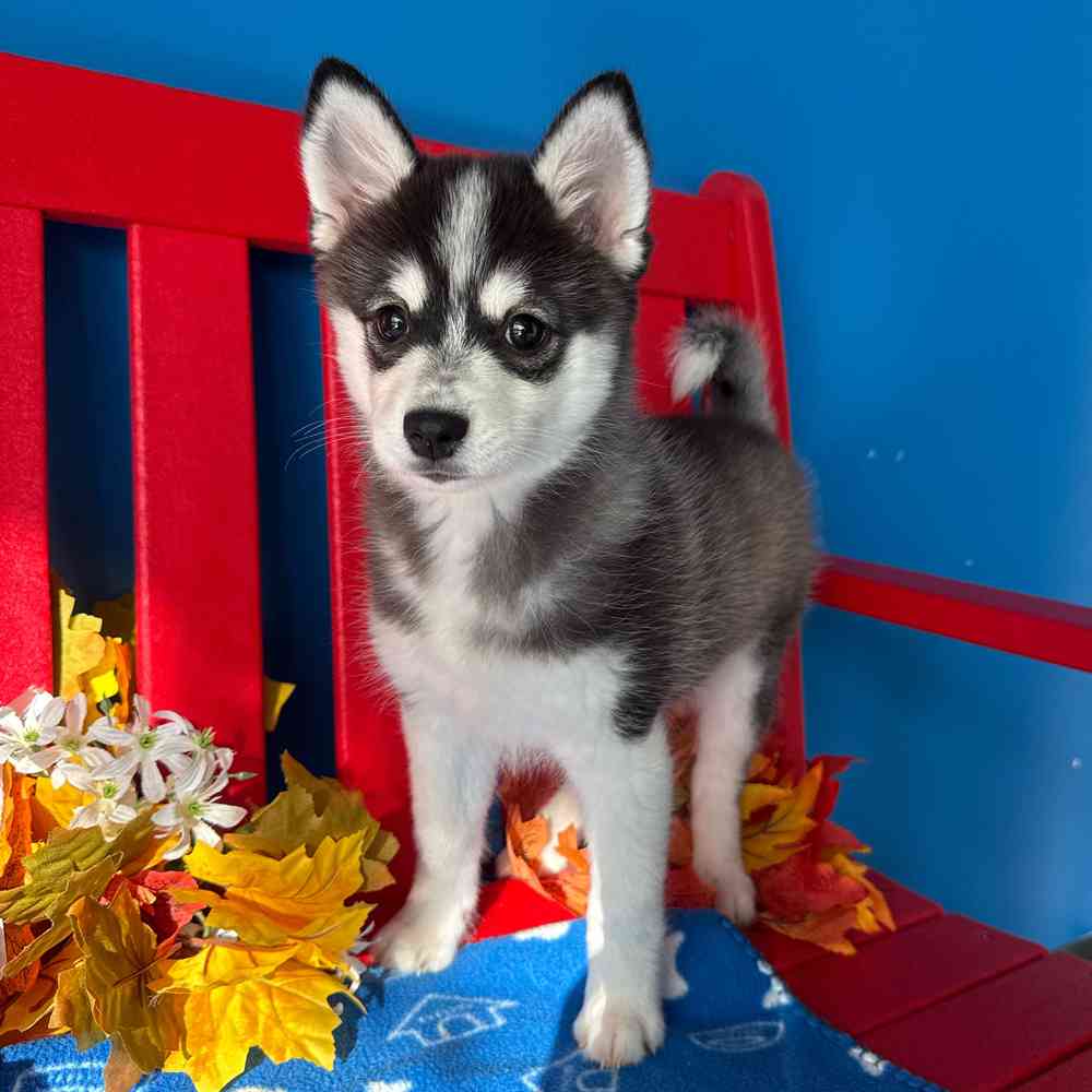 carousel pet images