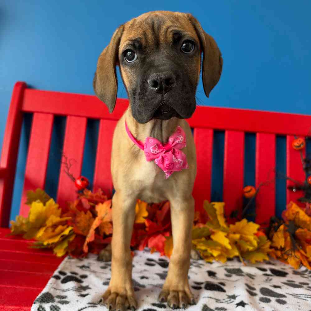 Image of a pet breed in the gallery