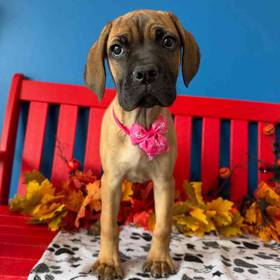Cane Corso