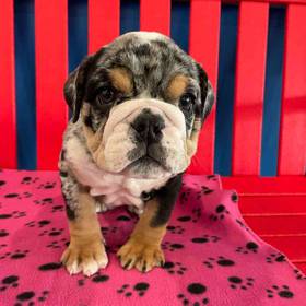 English Bulldog