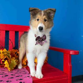 Collie