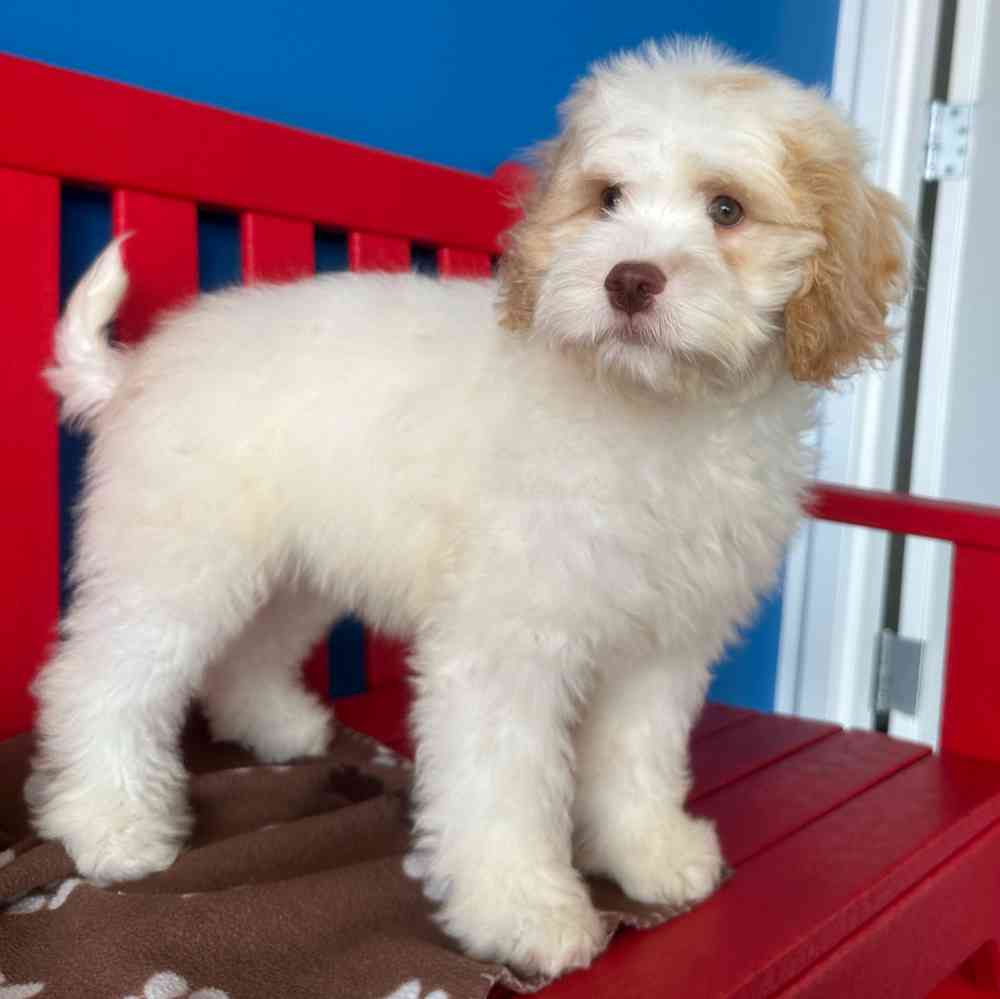 carousel pet images