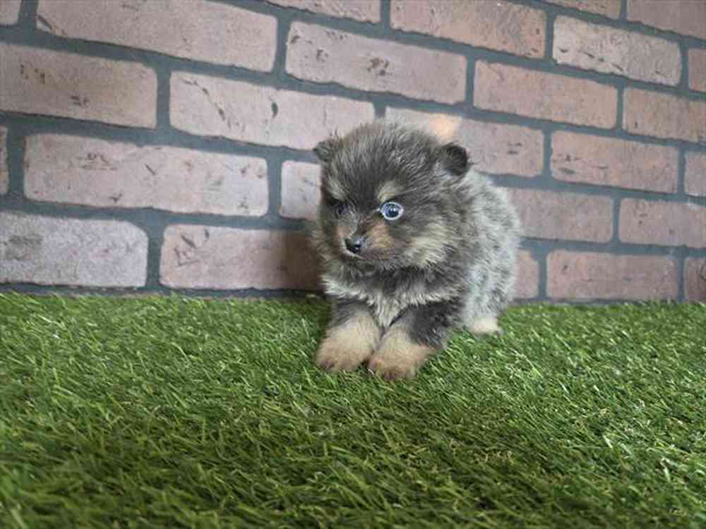 Image of a pet breed in the gallery
