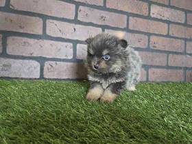 Pomeranian