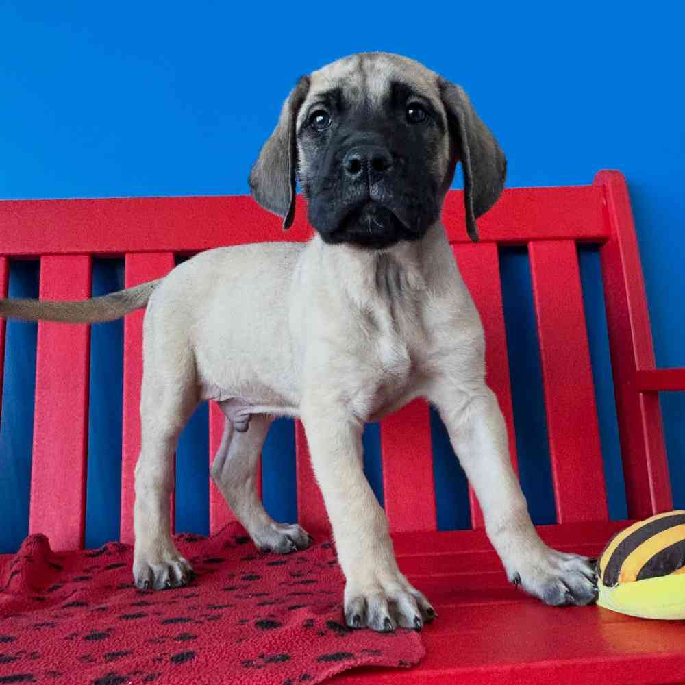 Archimedes Male English Mastiff Puppy For Sale In Manchester
