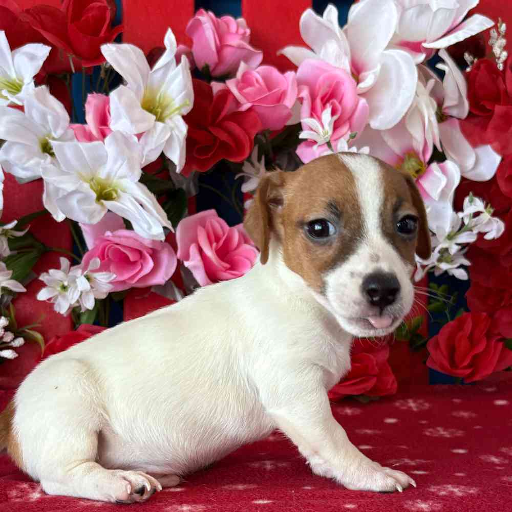 carousel pet images