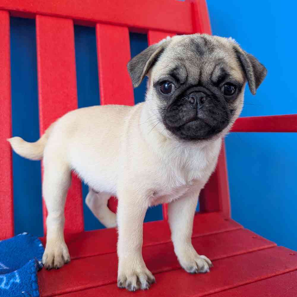 Image of a pet breed in the gallery