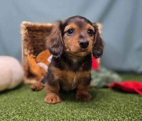 Dachshund