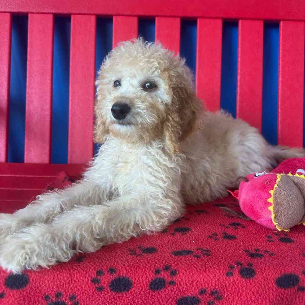 carousel pet images
