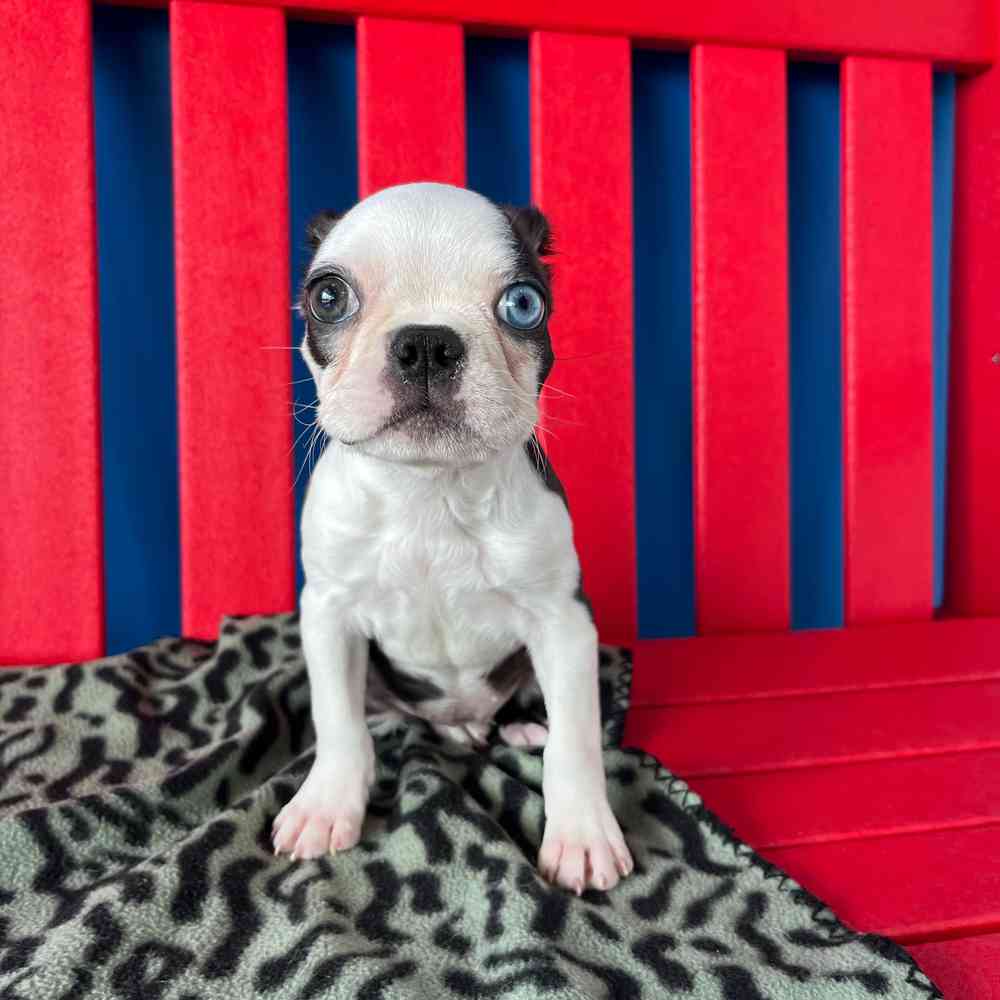 Image of a pet breed in the gallery