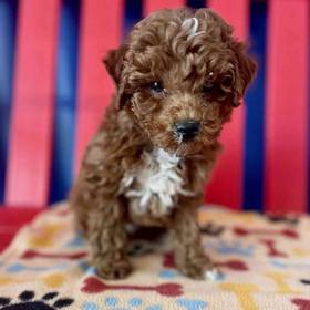 Mini Poodle