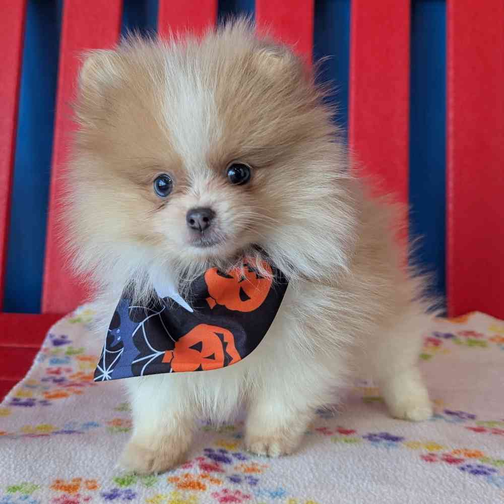 carousel pet images