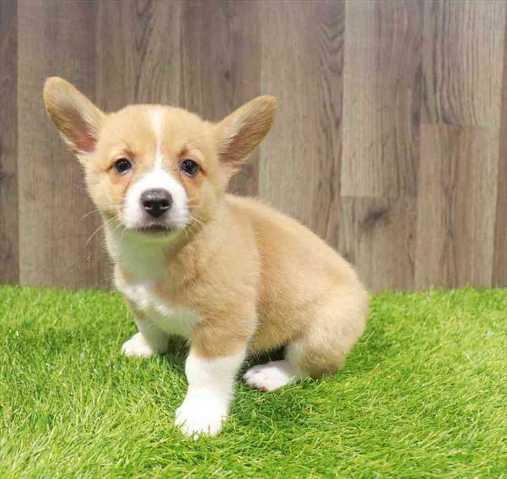 Image of a pet breed in the gallery
