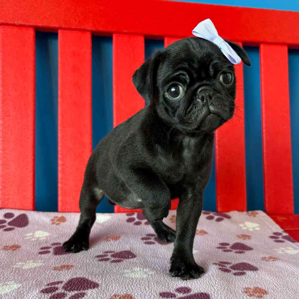 Image of a pet breed in the gallery