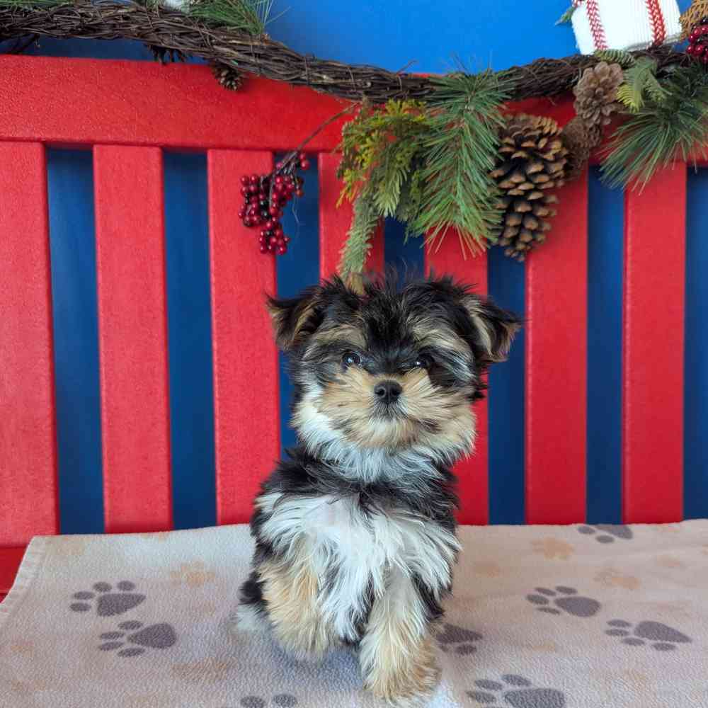 Image of a pet breed in the gallery