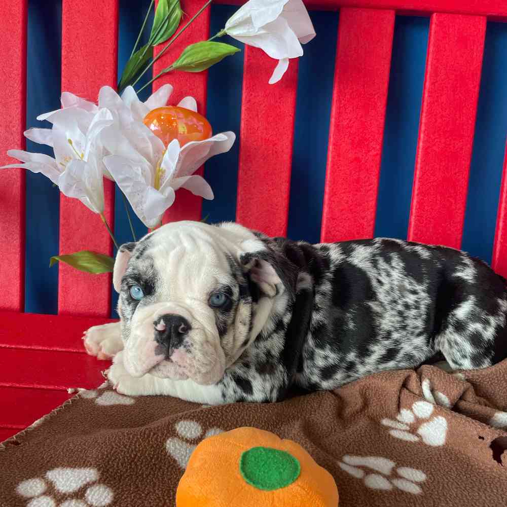 carousel pet images
