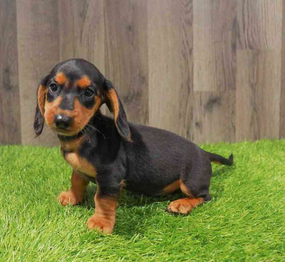 Image of a pet breed in the gallery