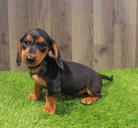 Dachshund