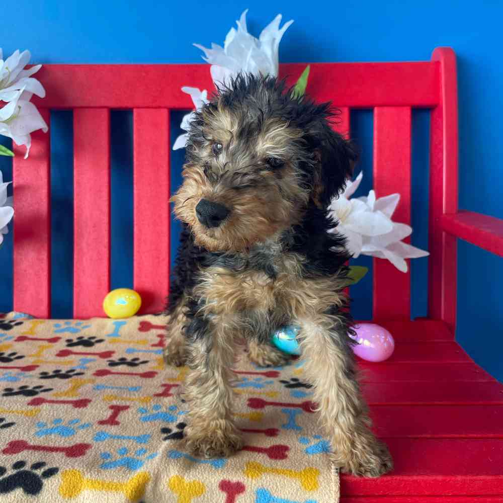 carousel pet images